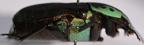 Euchroea coelestis coelestis
